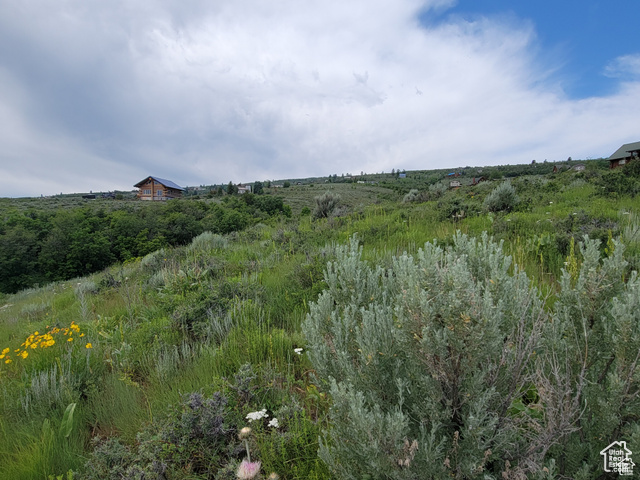 View of local wilderness