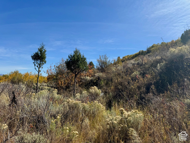 View of local wilderness