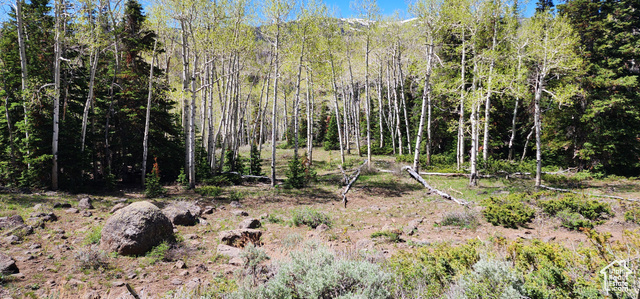 View of local wilderness