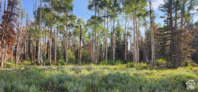 View of local wilderness