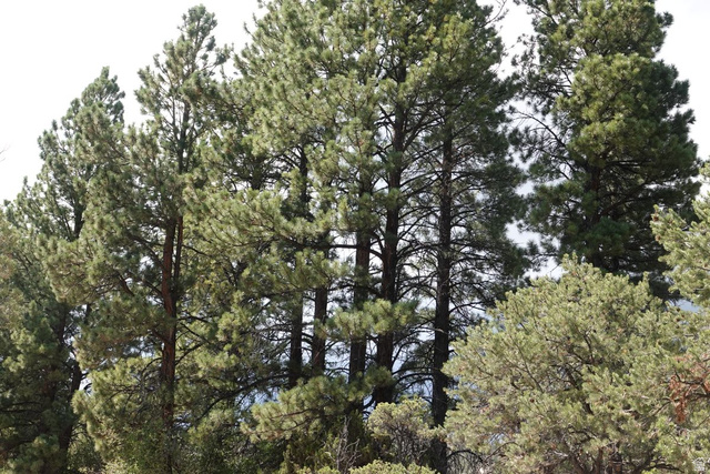 2500 S Birch Creek Rd, Teasdale, UT 84773 — photo 4