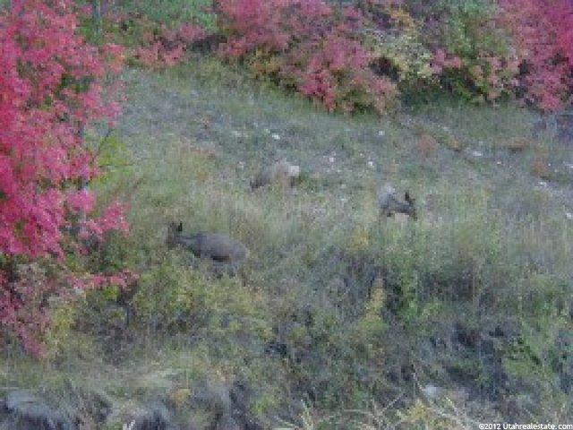 75 Navajo #75, Summit County, UT 84017 — photo 5