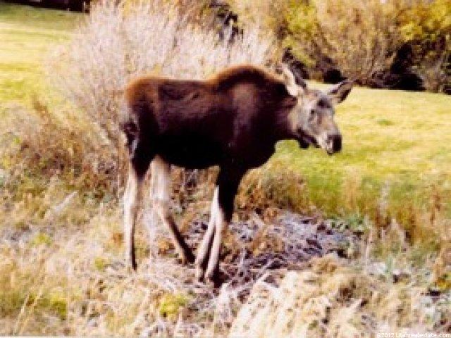 8964 Saddleback Rd, Park City, UT 84098 — photo 7