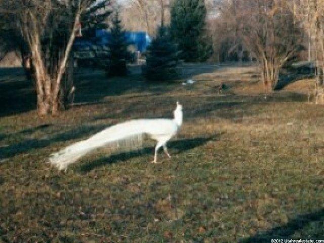 2093 W Midway Ln, Midway, UT 84049 — photo 5