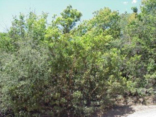 118 Maple Ln #118, Midway, UT 84049 — photo 3