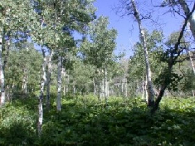 71 Canajo #77, Oakley, UT 84055 — photo 6