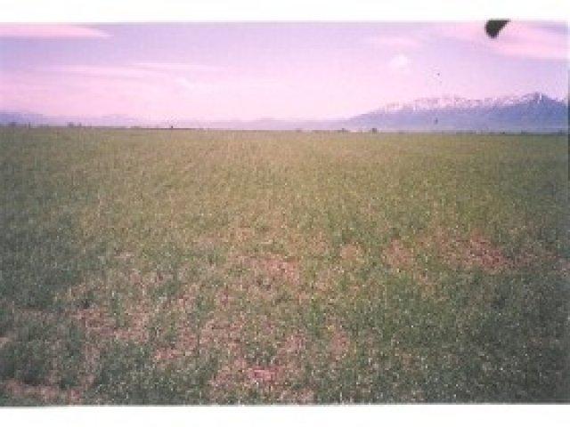 1049 W 4800 S, Franklin County, ID 83263 — photo 6