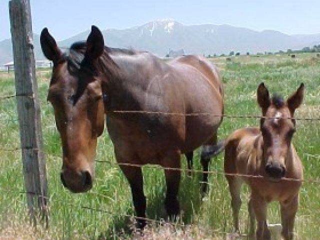 786 N Mountainville Rd E, Mt Pleasant, UT 84647 — photo 5
