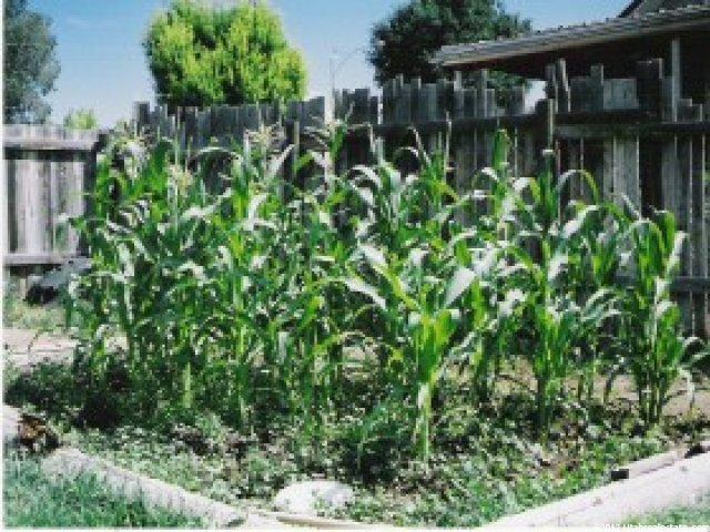 318 E Main, Moroni, UT 84646 — photo 6