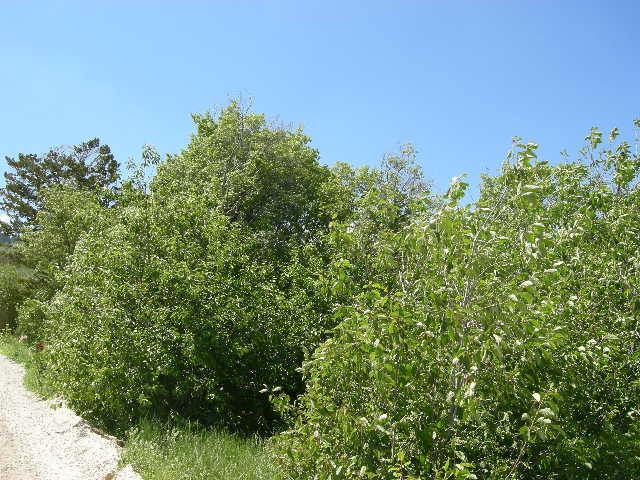 198 Juniper Dr #492, Fish Haven, ID 83287 — photo 2
