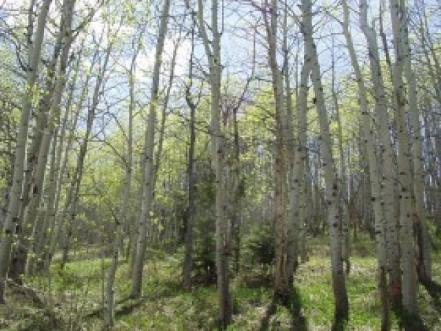 1 Forest Rd, Wasatch County, UT 84032 — photo 9