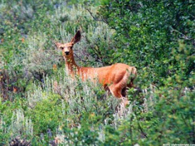 5968 N Maple Ridge Trl #10, Oakley, UT 84055 — photo 2