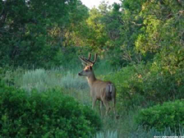1 Guardsmans Pass Rd, Center Creek, UT 84032 — photo 9