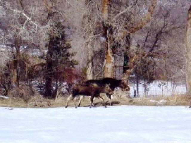 9664 E 400 S, Huntsville, UT 84317 — photo 3