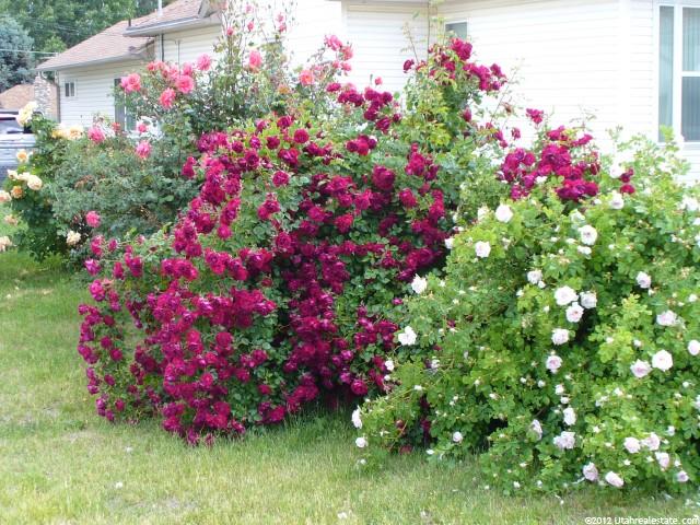 567 Cross St, Ogden, UT 84404 — photo 10