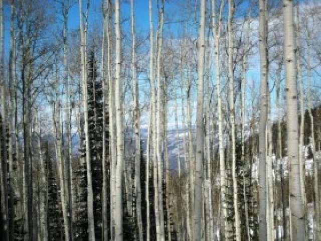 172 White Pine Cyn #172, Park City, UT 84098 — photo 5