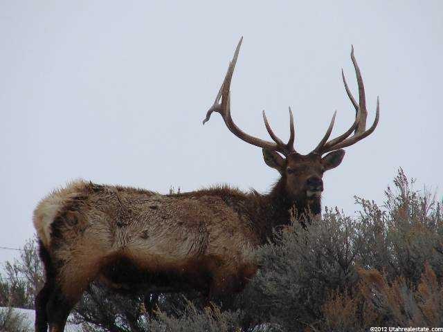 4387 Garff Ranch Rd, Kamas, UT 84036 — photo 4
