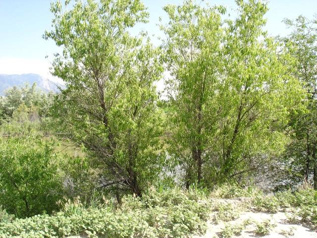 3750 W 2400 N, Corinne, UT 84307 — photo 8