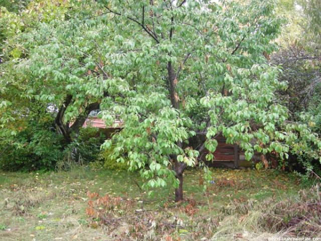 3775 Madison Ave, South Ogden, UT 84403 — photo 7