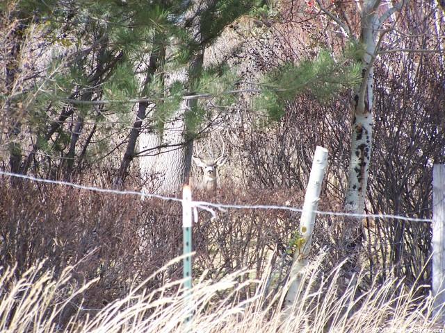 521 S 250 W #2, Midway, UT 84049 — photo 3