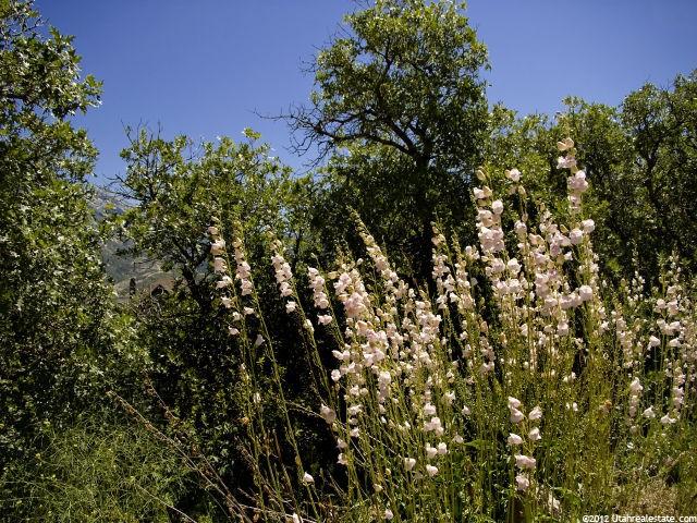 14868 Saddle Leaf Ct, Draper, UT 84020 — photo 6