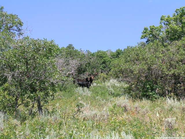 144 Bear Tooth Rdg, Wanship, UT 84017 — photo 4