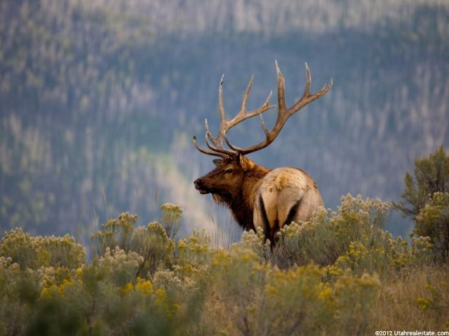 2267 Hayden #10, Kamas, UT 84036 — photo 9