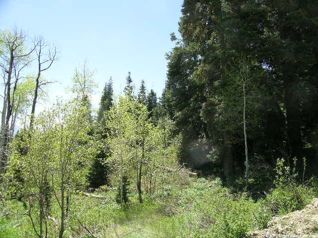2401 S Forestmeadow Rd #105A, Wanship, UT 84017 — photo 2
