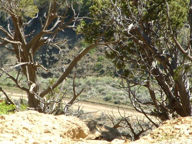 Mount Carmel, UT 84755 — photo 10