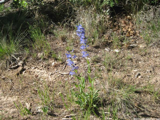 50 Acres #50, Mt Pleasant, UT 84647 — photo 5