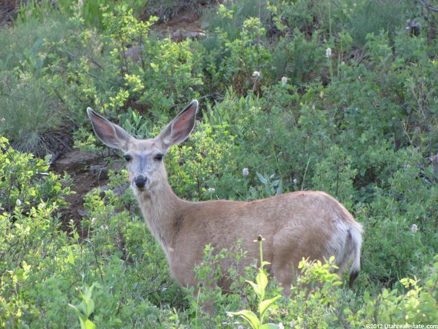Paradise, UT 84328 — photo 3